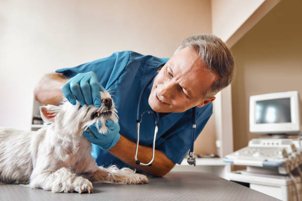  South Plainfield, NJ Emergency Dentist Pros
